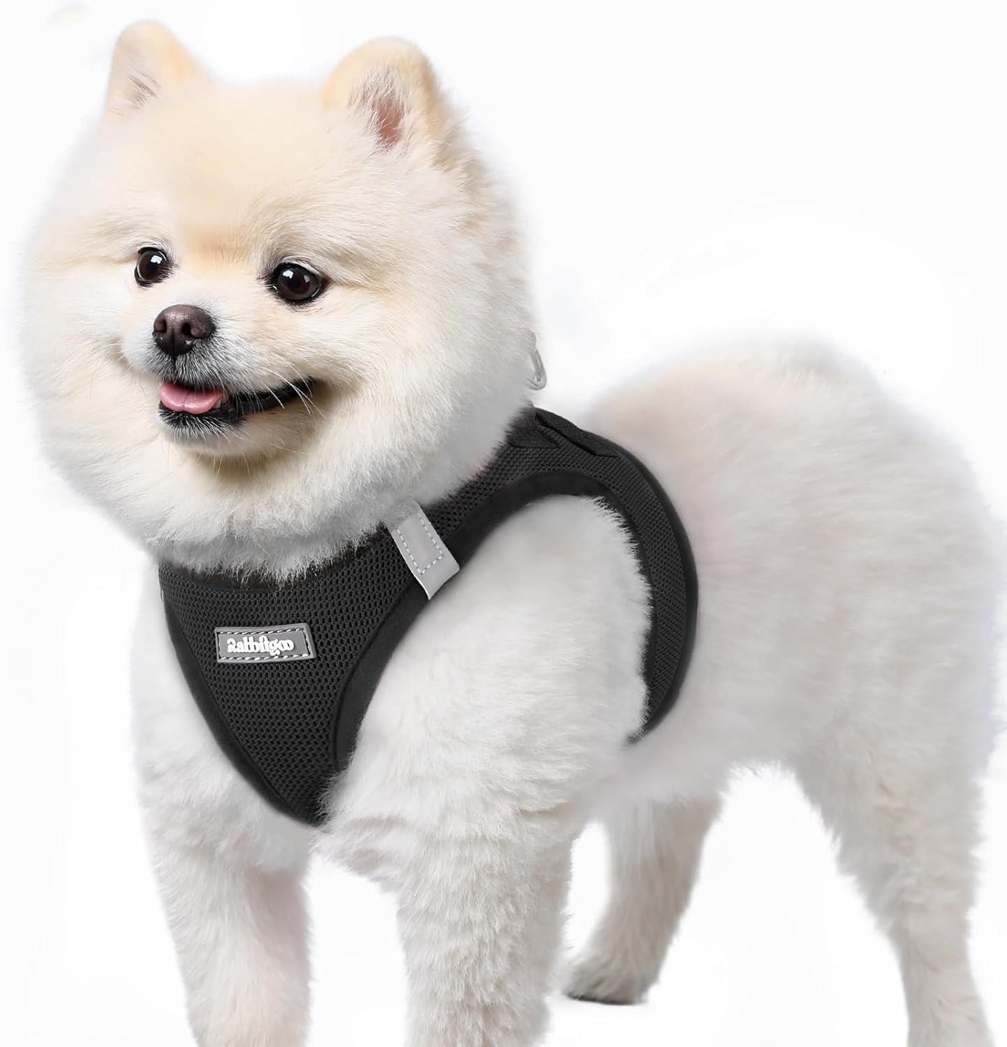 Accessori primaverili per il cane: pettorine leggere, bandane rinfrescanti e borracce da passeggiata