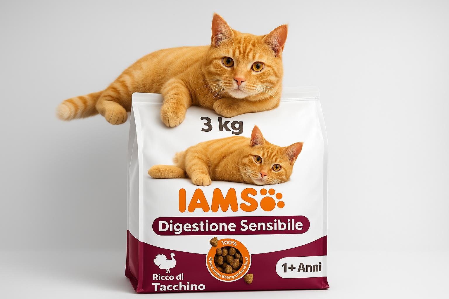 Gatto e digestione lenta con il caldo: adattare tempi e consistenza dei pasti
