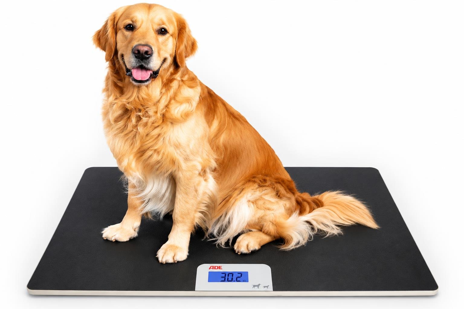 Bilancia pesapersone per cani: caratteristiche da controllare prima dell’acquisto